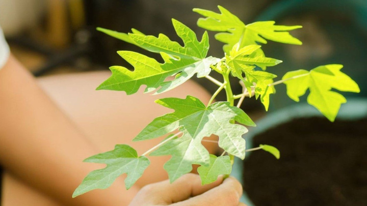 آموزش کاشت درخت پاپایا آموزش کاشت درخت پاپایا