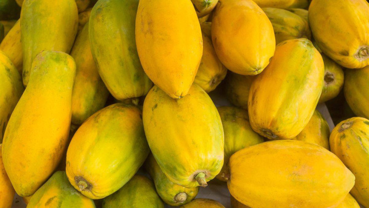 راهنمای کاشت پاپایا در حال رشد یا بالغ راهنمای کاشت پاپایا در حال رشد یا بالغ