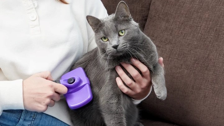 برای جلوگیری از ورود گرد و خاک به خانه، حیوانات خانگی را مرتب تمیز کنید