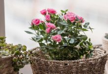 دیگر نیاز به خریدن گل رز نیست! آسان ترین روش قلمه زدن گل رز در گلدان