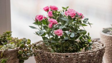دیگر نیاز به خریدن گل رز نیست! آسان ترین روش قلمه زدن گل رز در گلدان