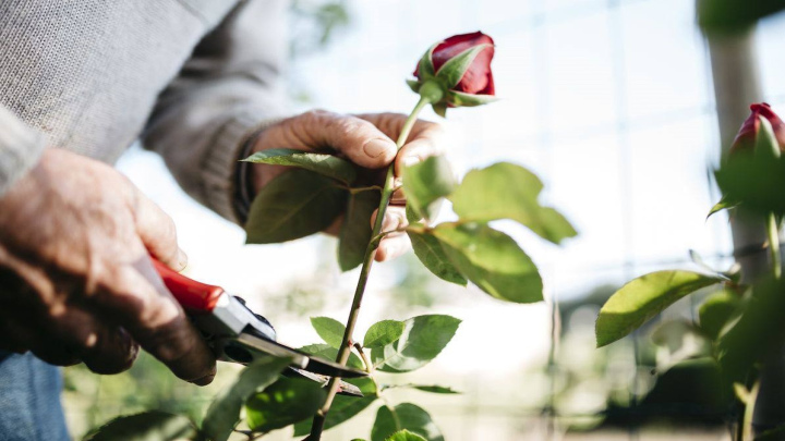 روش قلمه زدن گل رز در گلدان