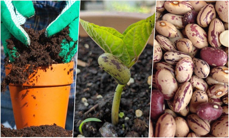 آموزش کاشت لوبیا چیتی در گلدان برای مدرسه