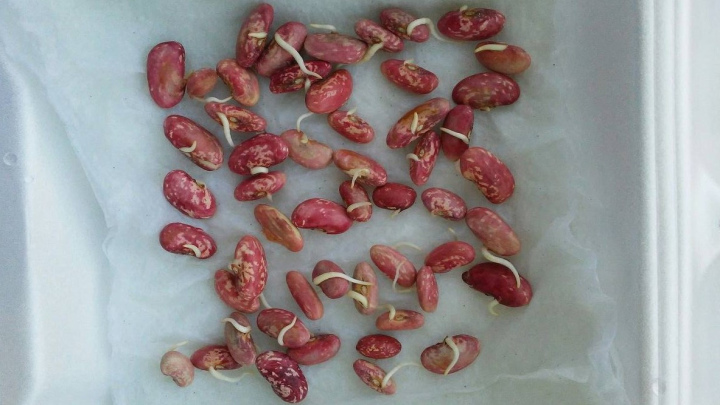 کاشت بذر لوبیا چیتی در گلدان کاشت بذر لوبیا چیتی در گلدان