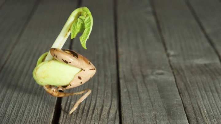 نکات مهم پس از کاشت لوبیا چیتی نکات مهم پس از کاشت لوبیا چیتی