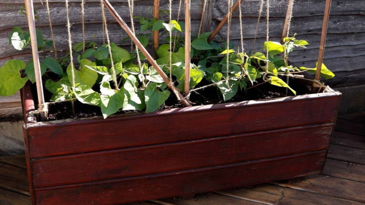 استفاده از قیم (تکیهگاه) برای رشد بهتر لوبیا چیتی استفاده از قیم (تکیهگاه) برای رشد بهتر لوبیا چیتی