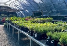 راهکار برای حفظ سلامت گیاهان پس از انتقال از گلخانه