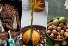 آموزش کاشت گردو در گلدان