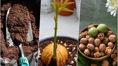 آموزش کاشت گردو در گلدان