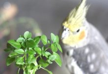 گیاه سمی آپارتمانی برای طوطی‌ها