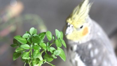 گیاه سمی آپارتمانی برای طوطی‌ها