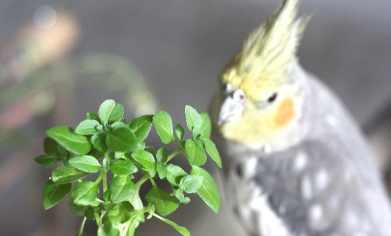 گیاه سمی آپارتمانی برای طوطیها