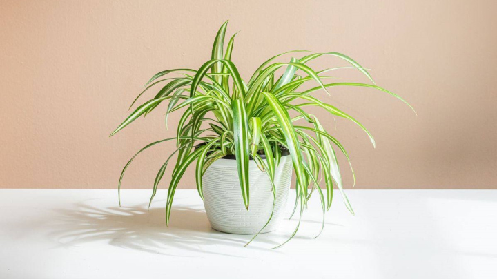 سرخس بوستون، گیاه امن برای طوطی سرخس بوستون، گیاه امن برای طوطی