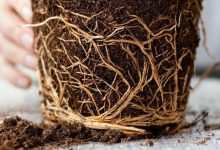 دلایل بیرون زدن ریشه‌ی گیاه از خاک و روش درمان آن