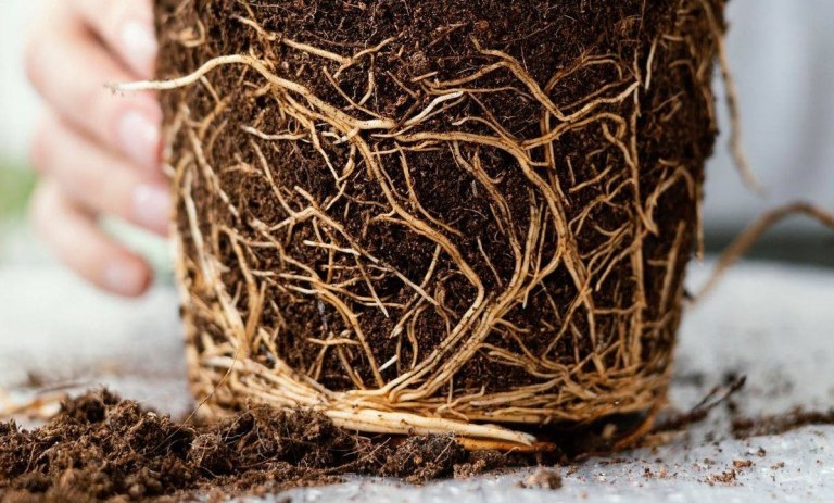 دلایل بیرون زدن ریشه‌ی گیاه از خاک و روش درمان آن