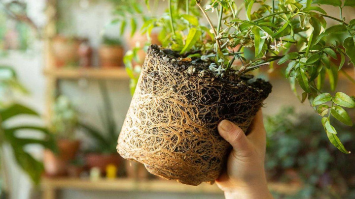 دلایل بیرون زدن ریشه گیاه از خاک