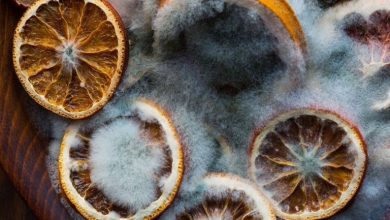 جلوگیری از کپک زدن محصولات خشک