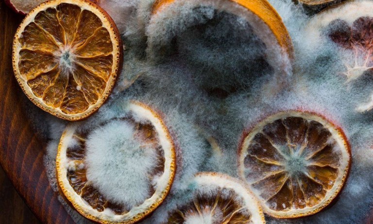 جلوگیری از کپک زدن محصولات خشک