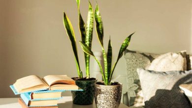 راهنمای انتخاب گلدان سانسوریا