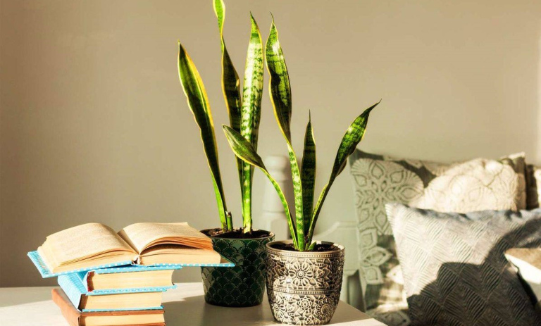 راهنمای انتخاب گلدان سانسوریا