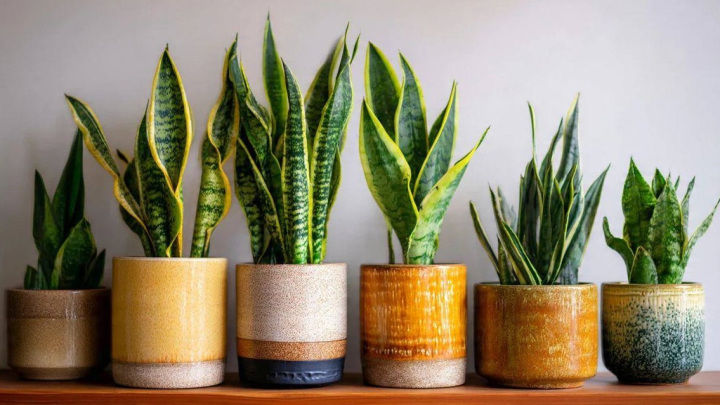 جنس و استحکام گلدان سانسوریا