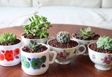 کاکتوس آپارتمانی محبوب با نگهداری راحت