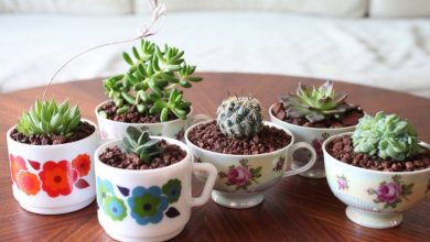 کاکتوس آپارتمانی محبوب با نگهداری راحت