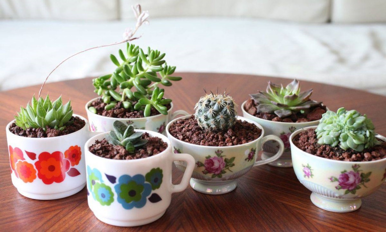 کاکتوس آپارتمانی محبوب با نگهداری راحت