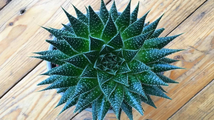 کاکتوس آلوئه آریستاتا (Aloe aristata) کاکتوس آلوئه آریستاتا (Aloe aristata)