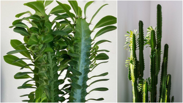 یوفوربیا تریگونا (Euphorbia trigona) درخت شیر آفریقایی یوفوربیا تریگونا (Euphorbia trigona) درخت شیر آفریقایی