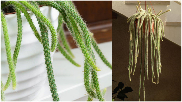 کاکتوس دم موشی یا آپروکاکتوس فلگلیفُرمیس، گیاهی آویزان کاکتوس دم موشی یا آپروکاکتوس فلگلیفُرمیس، گیاهی آویزان