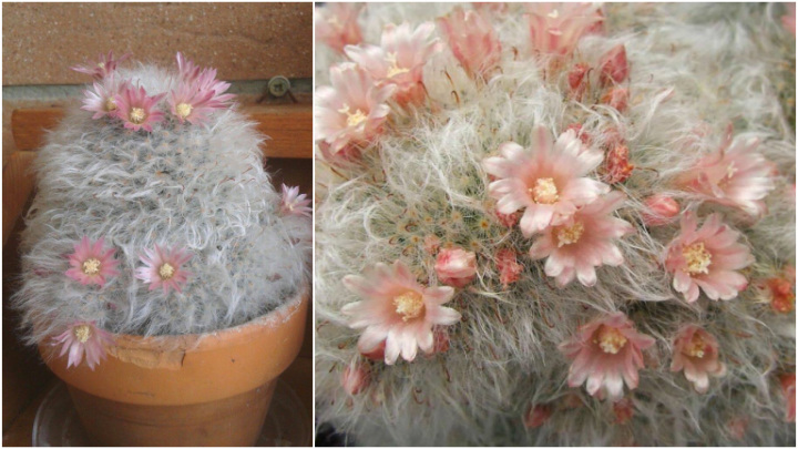 مامیلاریا پلوموزا – کاکتوس پَر، کاکتوس توپ پنبهای مامیلاریا پلوموزا – کاکتوس پَر، کاکتوس توپ پنبهای