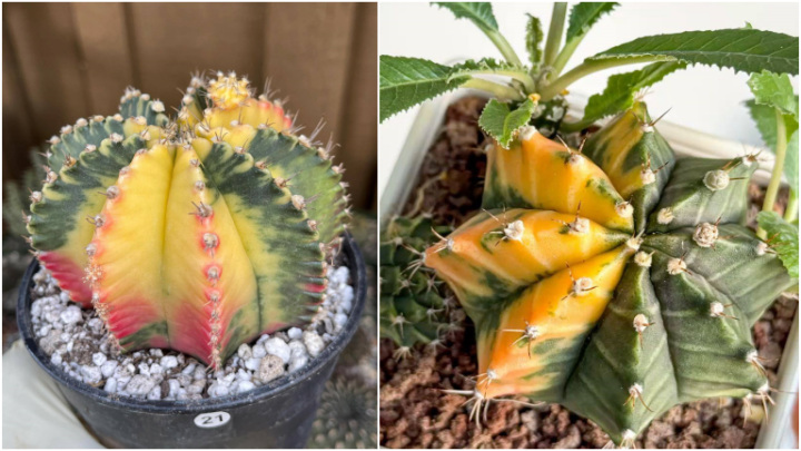 کاکتوس ماه با رنگهای قرمز، نارنجی و زرد کاکتوس ماه با رنگهای قرمز، نارنجی و زرد