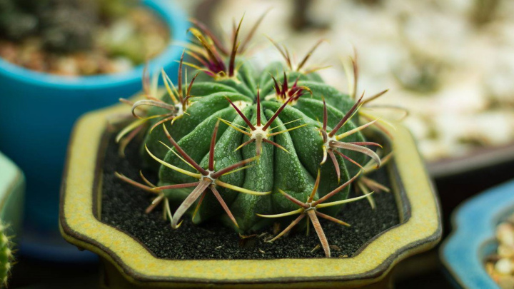 فروکاکتوس یا کاکتوس بشکهای فروکاکتوس یا کاکتوس بشکهای