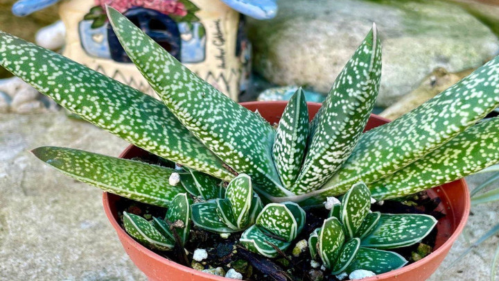 گاستریا، کاکتوس صبور و مقاوم