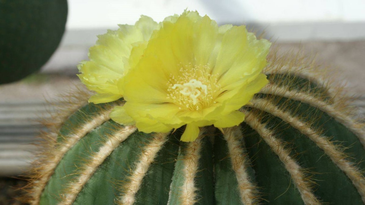 پارودیا یا نوتوکاکتوس، یک کاکتوس ساده اما چشمنواز پارودیا یا نوتوکاکتوس، یک کاکتوس ساده اما چشمنواز