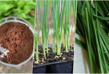 کاشت تره در گلدان برای چهار فصل