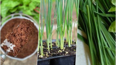 کاشت تره در گلدان برای چهار فصل