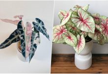 گیاهان آپارتمانی که حال‌وهوای خانه را عوض می‌کنند