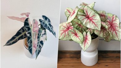 گیاهان آپارتمانی که حال‌وهوای خانه را عوض می‌کنند