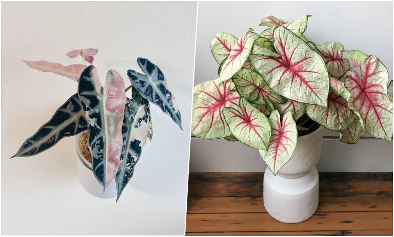 گیاهان آپارتمانی که حال‌وهوای خانه را عوض می‌کنند