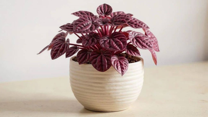 پپرومیا رنگی؛ کاملا مناسب برای خانه