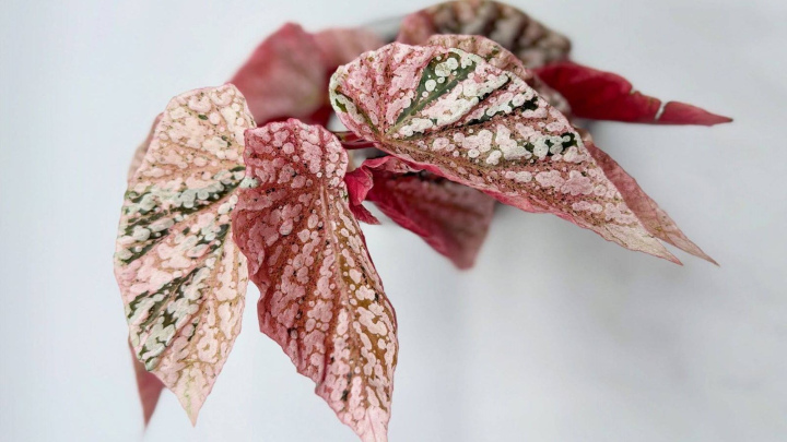 بگونیا رنگی و برگ‌های چشم‌نواز مناسب برای محیط خانه