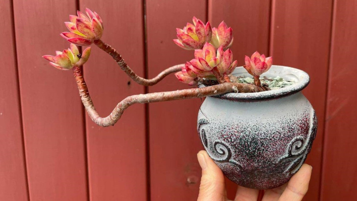 کراسپدیا؛ گیاهی زیبا و مناسب برای زیبایی خانه