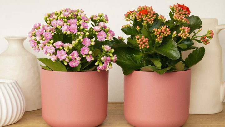 کالانکوئه گیاهی گلدار و رنگی؛ مناسب برای زیبایی منزل