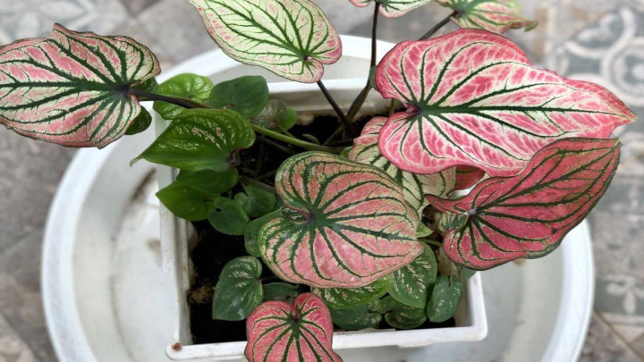 کالادیوم گیاهی با برگ‌های قلبی شکل و رنگارنگ