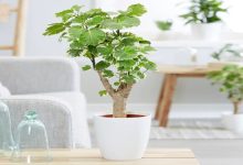 روش‌های نگهداری گیاه آرالیا+ کاشت و تکثیر آن