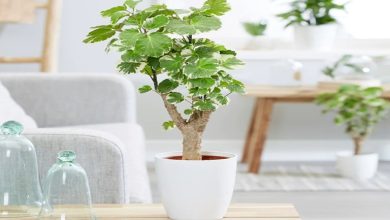 روش‌های نگهداری گیاه آرالیا+ کاشت و تکثیر آن
