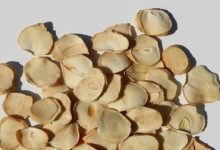 طرز تهیه پرک موسیر خانگی+ فوت‌وفن خشک کردن موسیر
