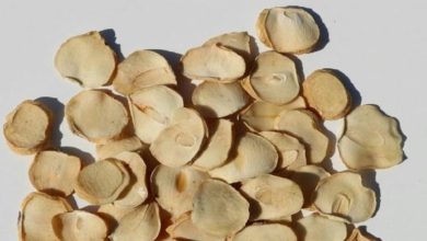 طرز تهیه پرک موسیر خانگی+ فوت‌وفن خشک کردن موسیر